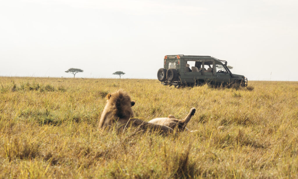 Volunteer with Pumbaholidays – Travel with Purpose!