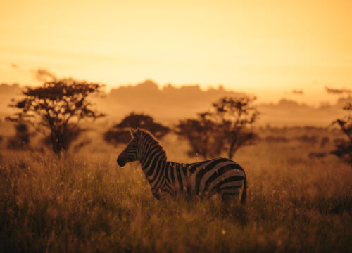 3-Day Tanzania Safari Adventure – Pumba Holidays Company